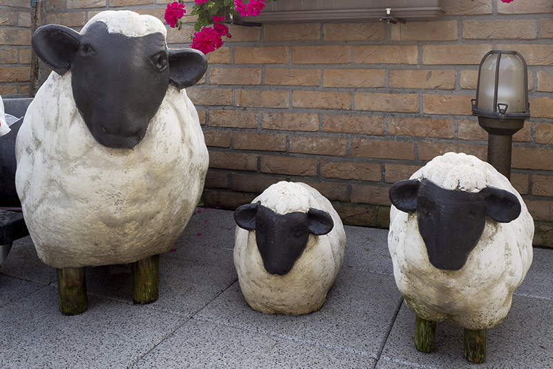 Sheep