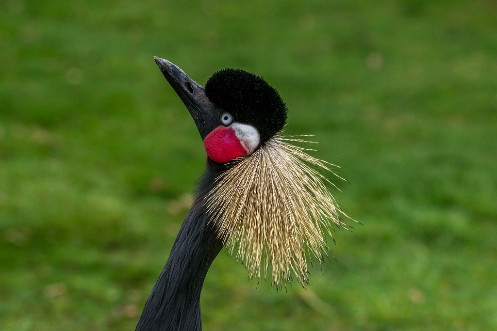 Kraanvogel